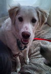 Marley-ADOPTED 12.15.13