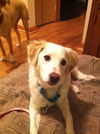 Marley-ADOPTED 12.15.13