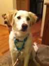 Marley-ADOPTED 12.15.13
