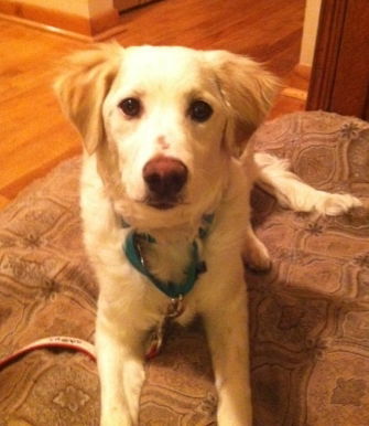 Marley-ADOPTED 12.15.13