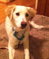 Marley-ADOPTED 12.15.13