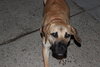 Skinny Mini - ADOPTED 01.11.14