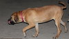 Skinny Mini - ADOPTED 01.11.14