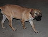 Skinny Mini - ADOPTED 01.11.14