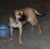 Skinny Mini - ADOPTED 01.11.14