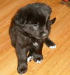 Kj Litter Joel - ADOPTED 12.13.13