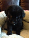 Kj Litter Joel - ADOPTED 12.13.13