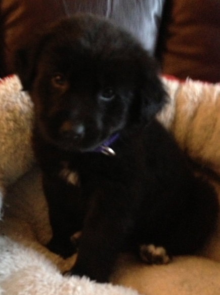 Kj Litter Joel - ADOPTED 12.13.13