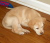 Kj Litter Stewart Little - ADOPTED 12.16.13