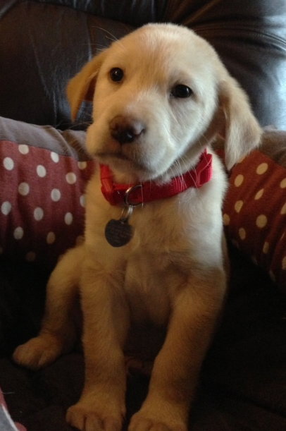 Kj Litter Stewart Little - ADOPTED 12.16.13