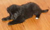 Kj Litter Sting - ADOPTED 12.15.13