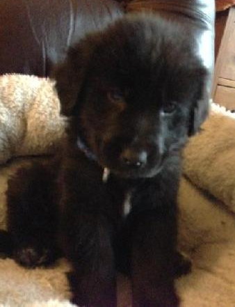 Kj Litter Sting - ADOPTED 12.15.13