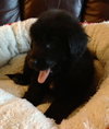 Kj Litter Sting - ADOPTED 12.15.13