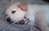 Kj Litter Tina Turner - ADOPTED 12.06.13