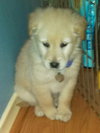 Kj Litter Tina Turner - ADOPTED 12.06.13