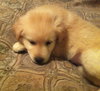 Kj Litter Tina Turner - ADOPTED 12.06.13