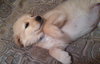 Kj Litter Tina Turner - ADOPTED 12.06.13
