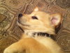 Kj Litter Tina Turner - ADOPTED 12.06.13