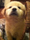 Kj Litter Kid Rock - ADOPTED 12.06.13
