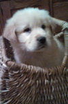 Kj Litter Kid Rock - ADOPTED 12.06.13