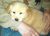 Kj Litter Kid Rock - ADOPTED 12.06.13