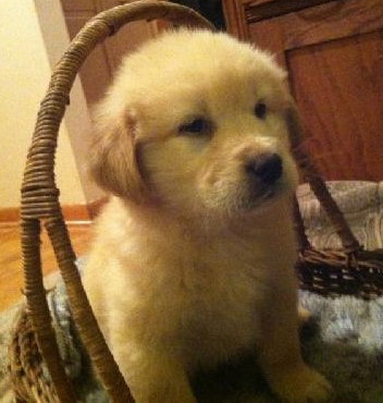 Kj Litter Kid Rock - ADOPTED 12.06.13
