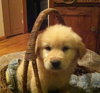 Kj Litter Kid Rock - ADOPTED 12.06.13