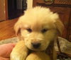 Kj Litter Kid Rock - ADOPTED 12.06.13