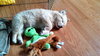 Kj Litter Kid Rock - ADOPTED 12.06.13