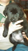 Kj Litter Toby Mack - ADOPTED 12.06.13