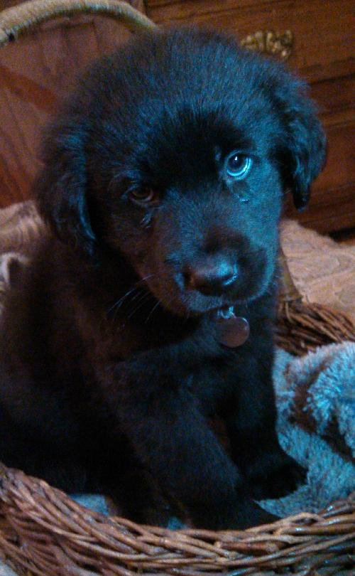 Kj Litter Toby Mack - ADOPTED 12.06.13