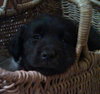 Kj Litter Toby Mack - ADOPTED 12.06.13