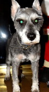 Hutch - ADOPTED 01.18.14