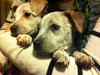 Mj Litter Heaven - ADOPTED 12.19.13