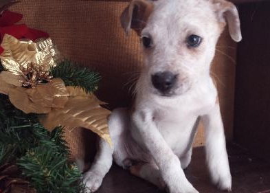 Mj Litter Heaven - ADOPTED 12.19.13