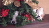 Mj Litter Heaven - ADOPTED 12.19.13