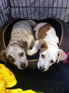 Mj Litter Heaven - ADOPTED 12.19.13