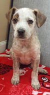 Nevaeh - Mj Litter - ADOPTED 07.31.18