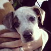 Nevaeh - Mj Litter - ADOPTED 07.31.18