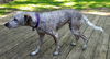 Nevaeh - Mj Litter - ADOPTED 07.31.18