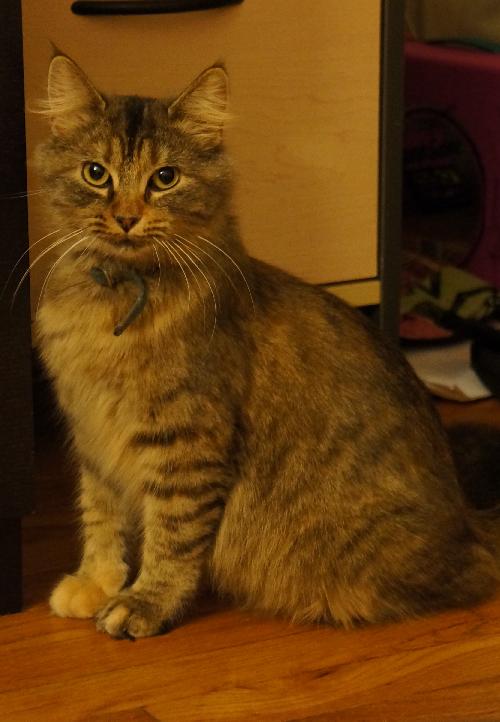 Antoinette - ADOPTED 02.01.14