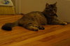 Antoinette - ADOPTED 02.01.14