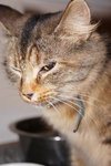 Antoinette - ADOPTED 02.01.14