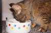 Antoinette - ADOPTED 02.01.14