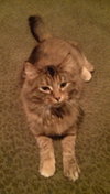 Antoinette - ADOPTED 02.01.14