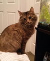 Antoinette - ADOPTED 02.01.14