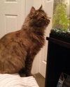 Antoinette - ADOPTED 02.01.14