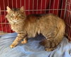 Antoinette - ADOPTED 02.01.14