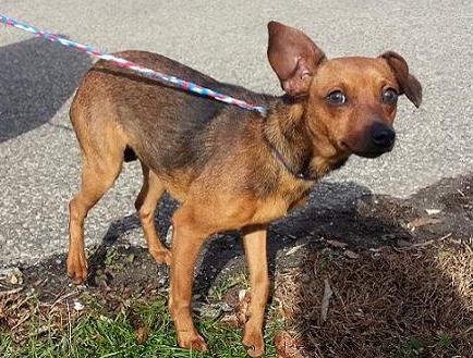 Fern - ADOPTED 01.01.14