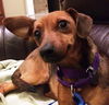 Fern - ADOPTED 01.01.14